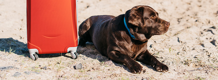 Parasieten vakantie hond