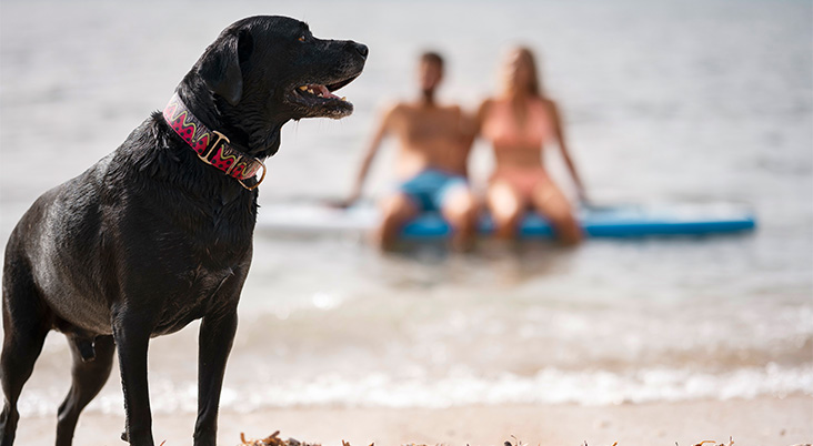 Parasieten vakantie honden