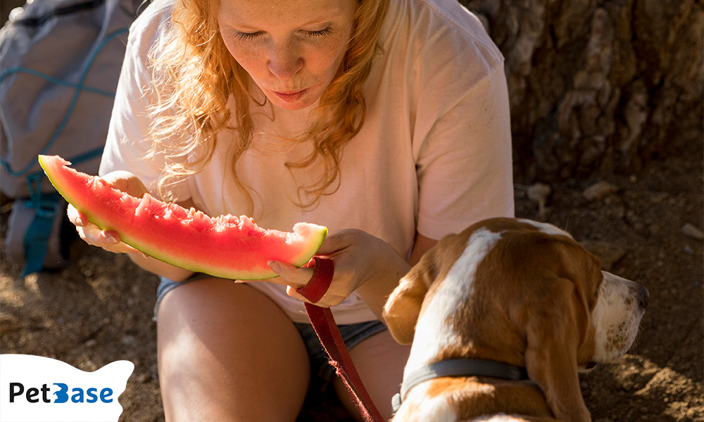 Watermeloen hond