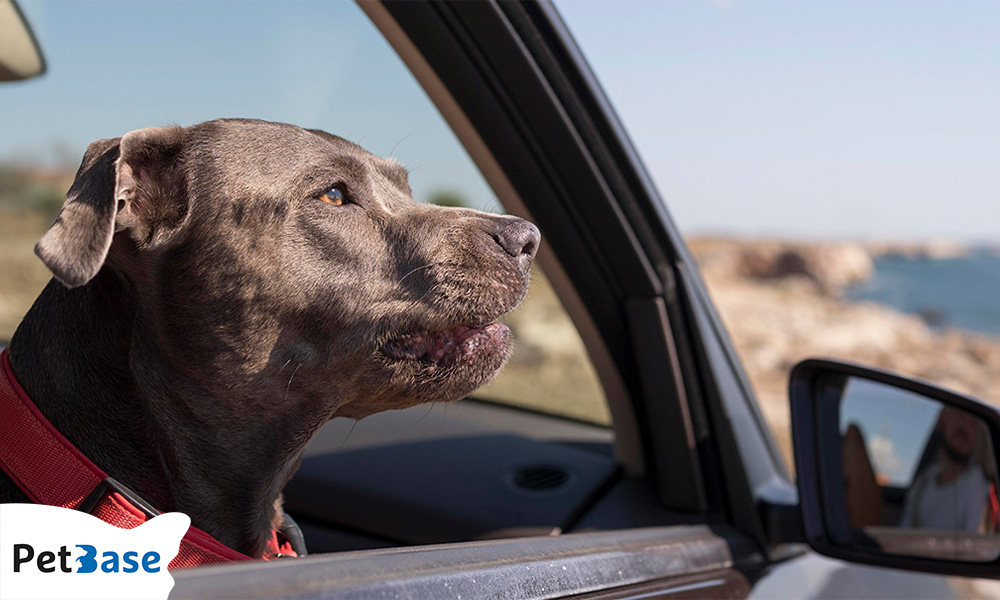 Overheating in cars for pets